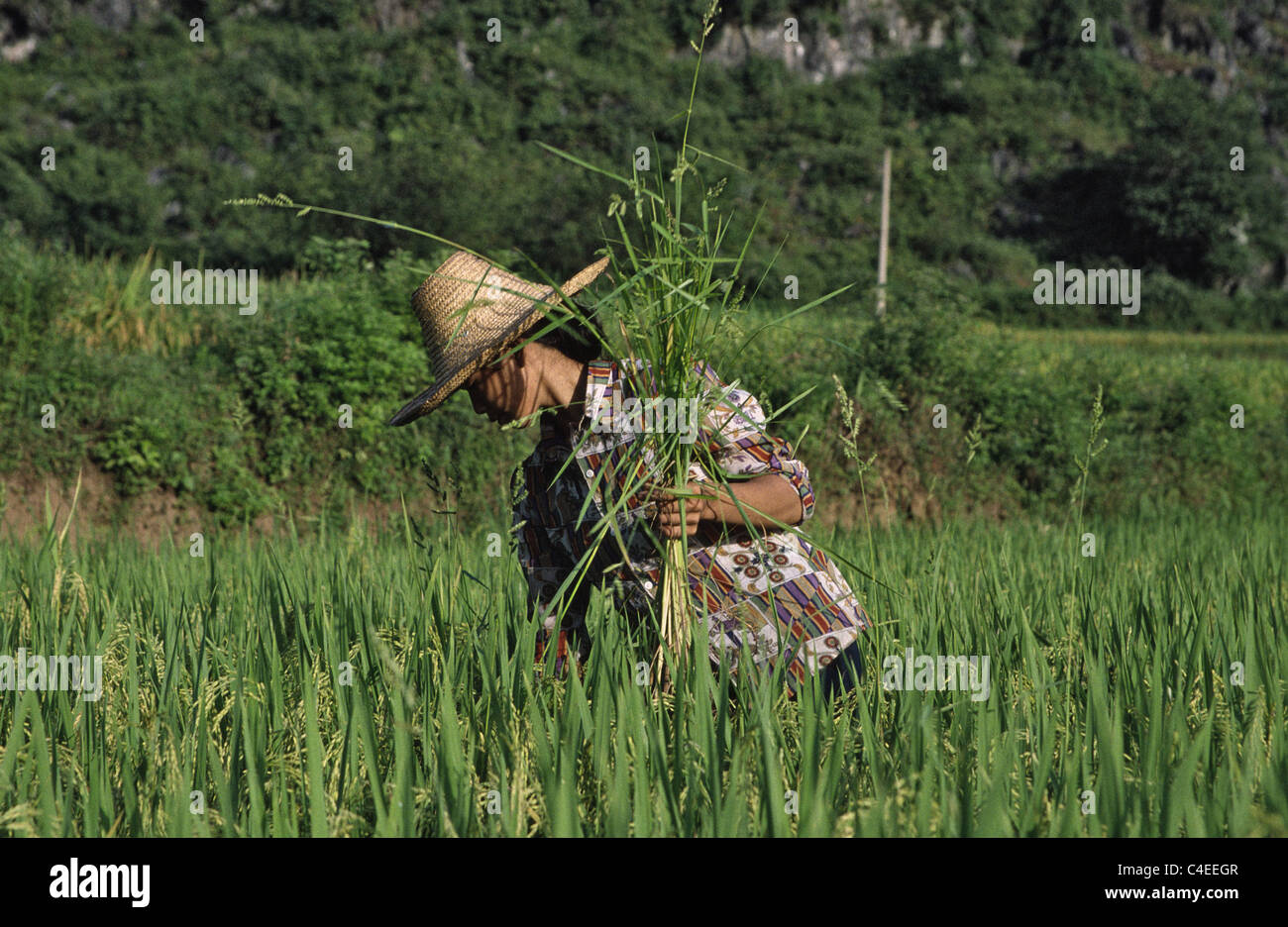 Rice farming around Yangshou China Stock Photo - Alamy