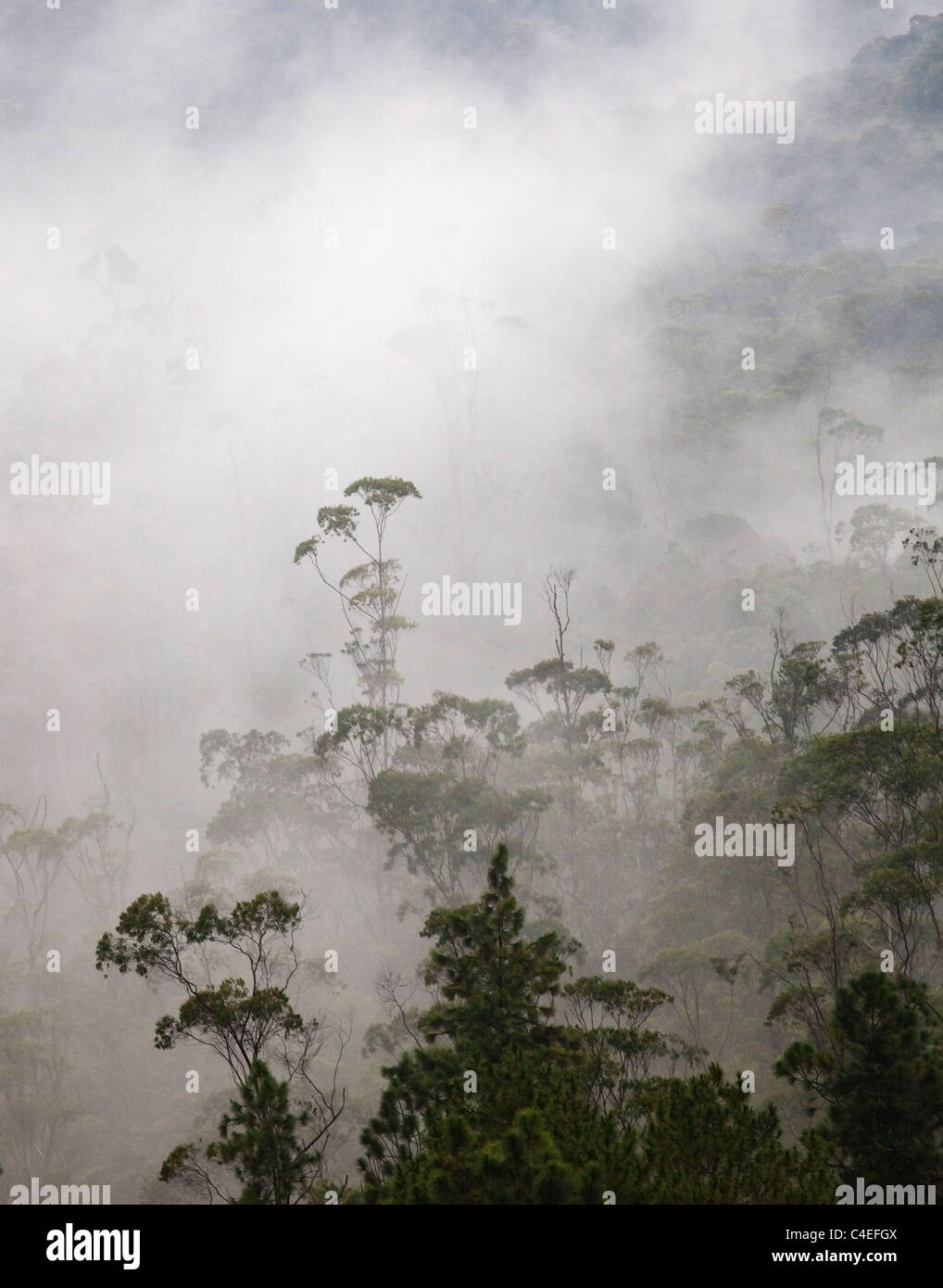 Tropical Rainforest, Taman Negara N.P. Stock Photo