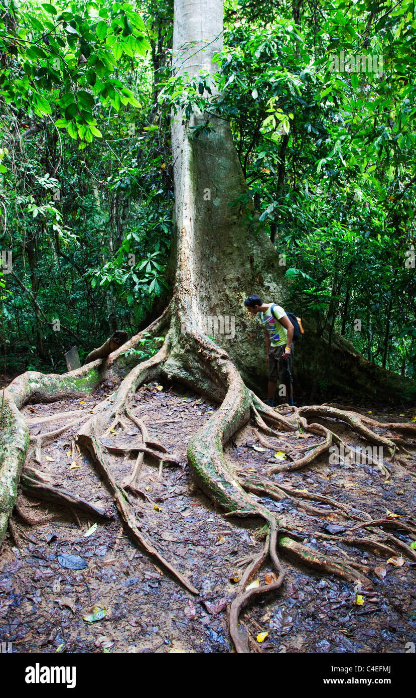 Giant Tree in Taman Negara N.P. Malaysia Stock Photo - Alamy