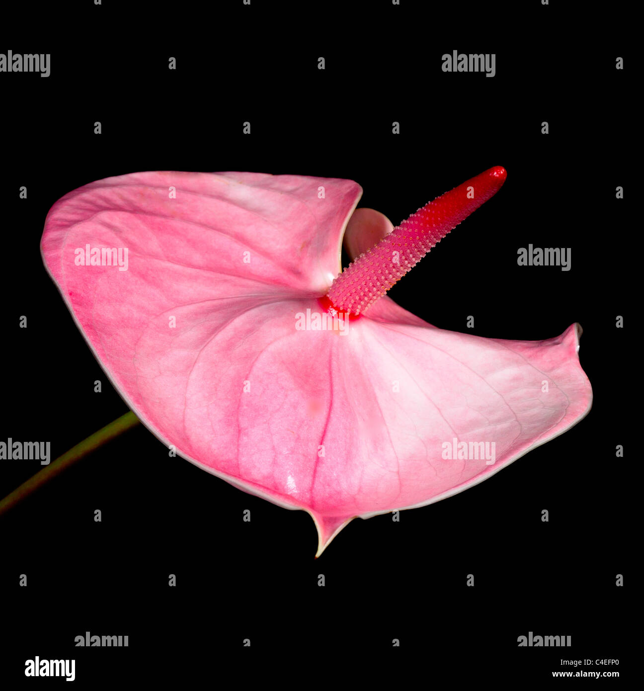 PINK FLAMINGO FLOWER Stock Photo Alamy