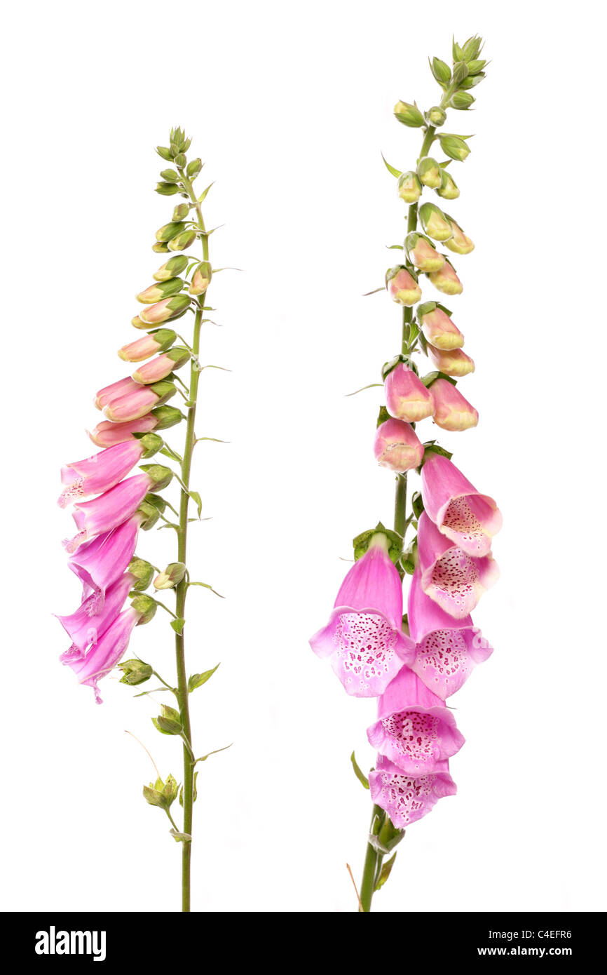 foxglove flower isolated on white background Stock Photo
