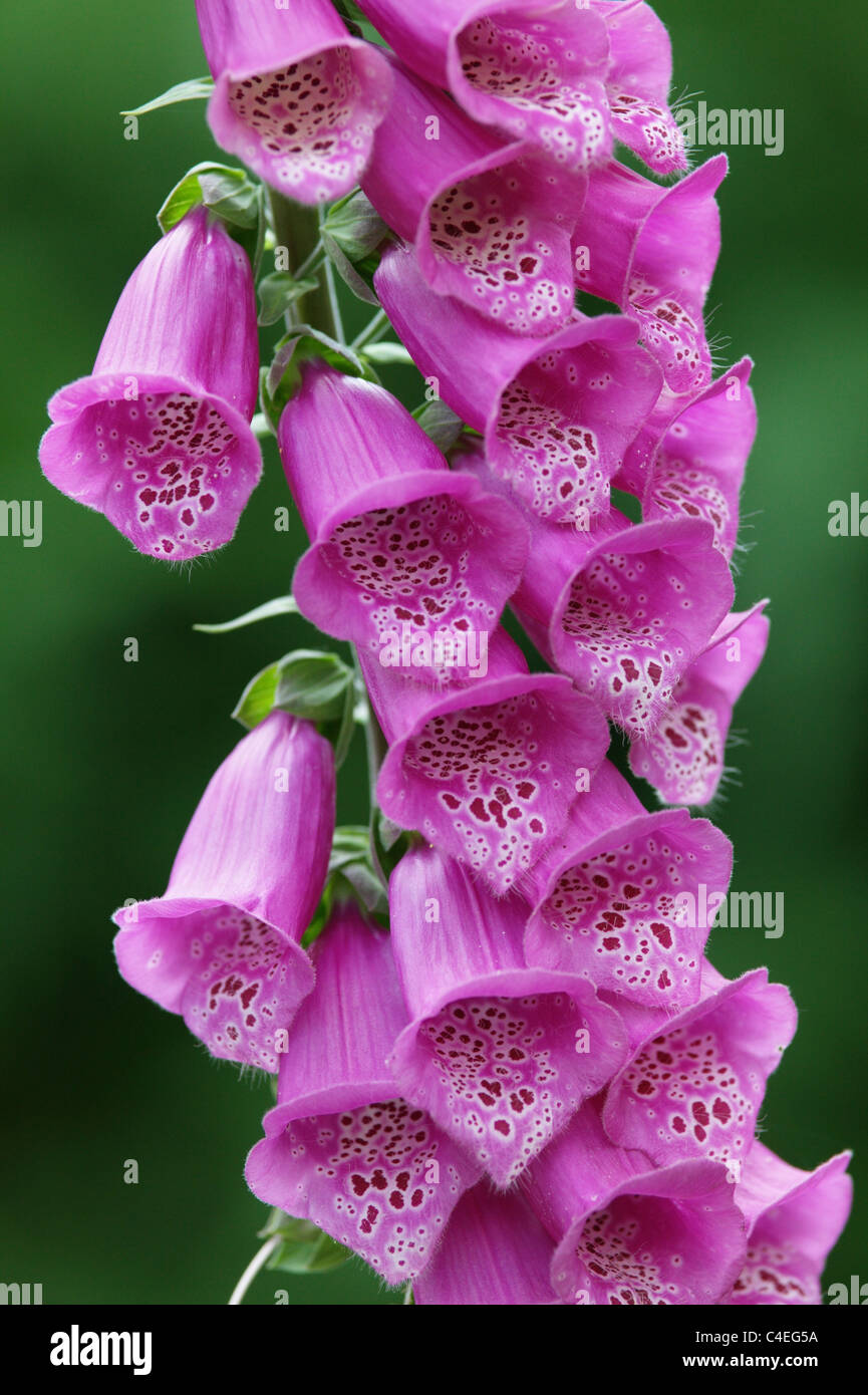 foxglove, digitalis purpurea Stock Photo