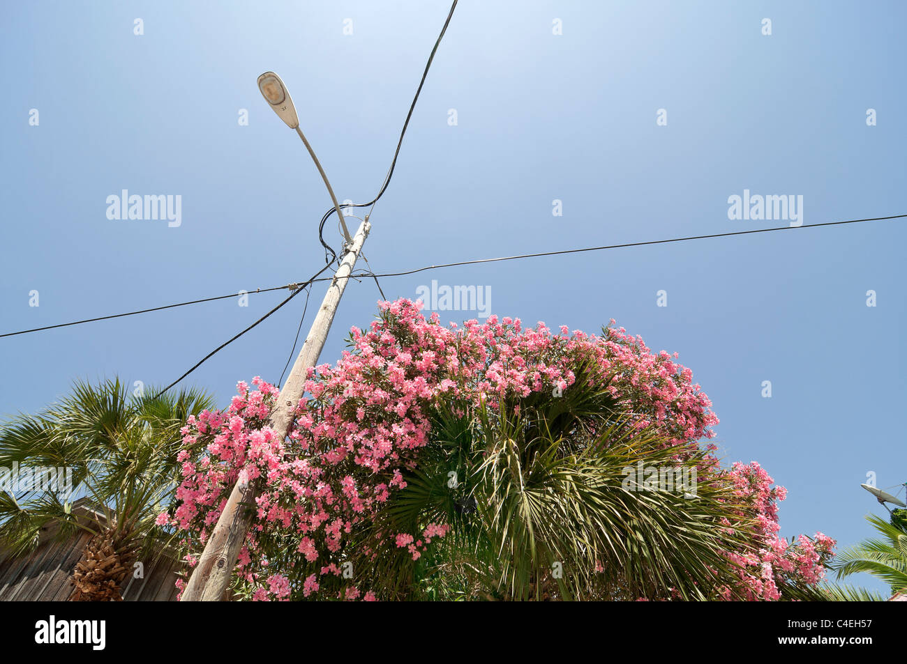 Florida Panhandle Apalachicola. Flowering crape myrtle tree overtakes a