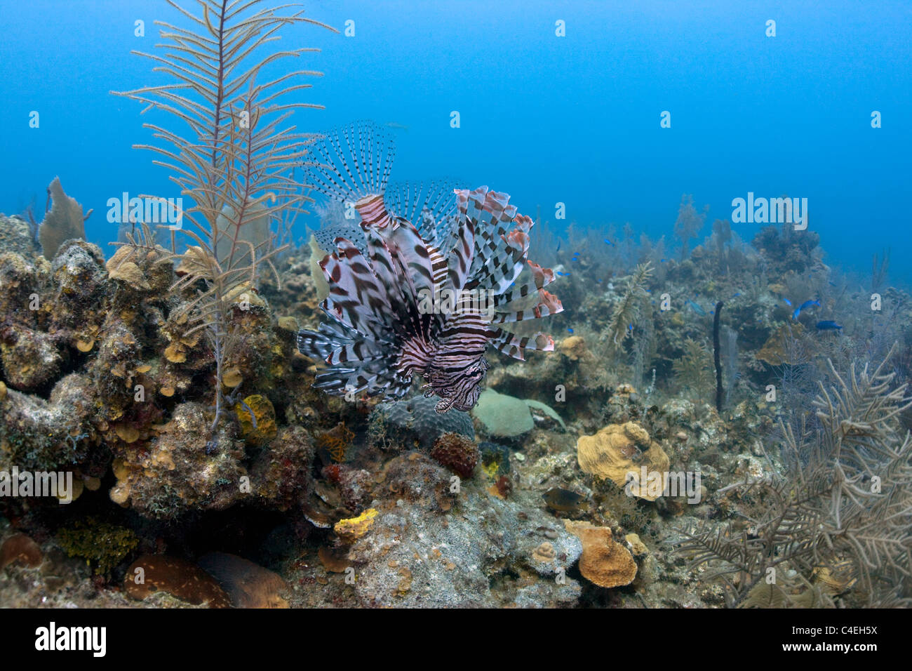 A venomous lionfish is an introduced species at Jardines de la Reina off the coast of Cuba. Stock Photo