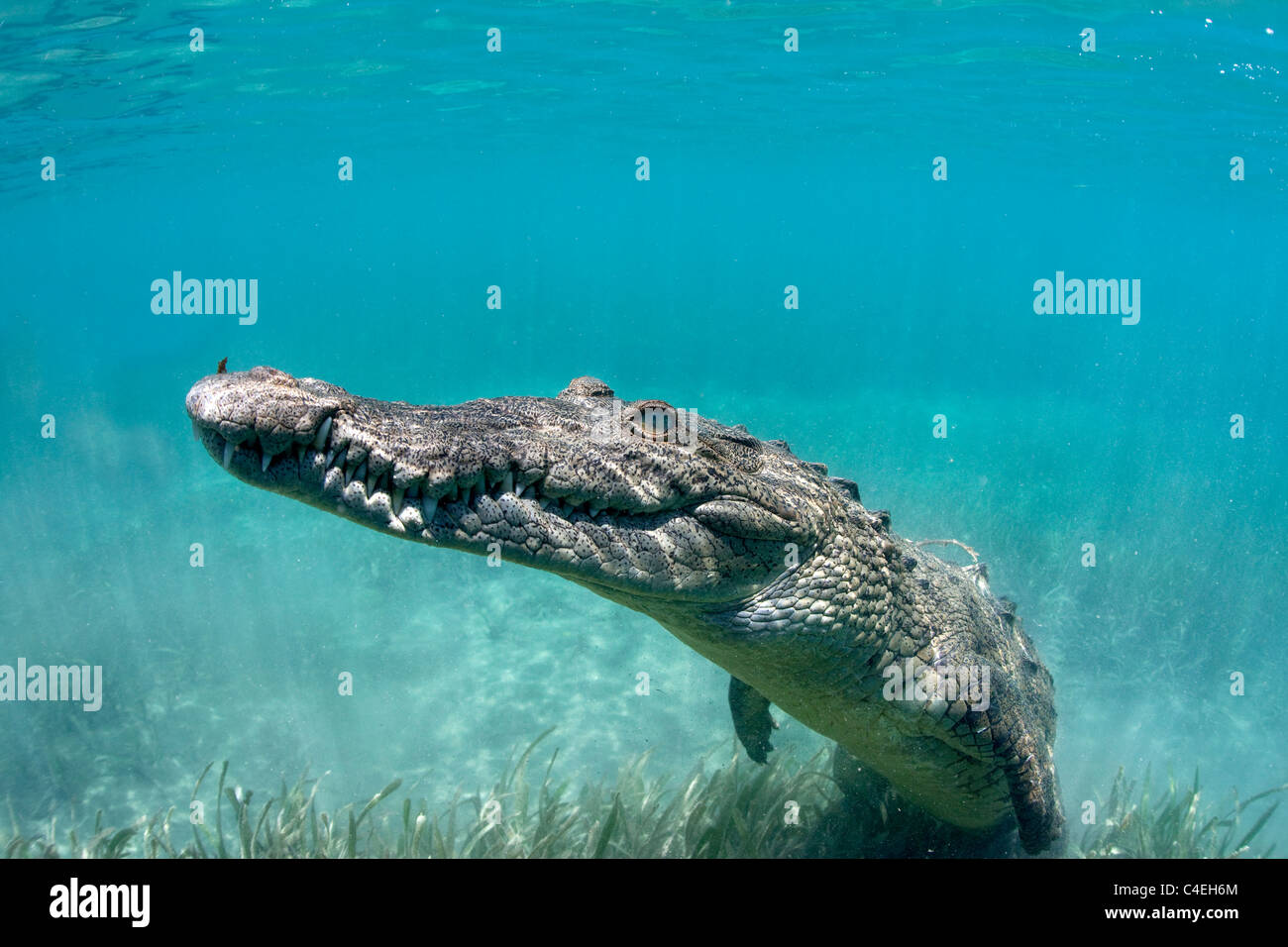 A Cuban Crocodile rests underwater off the coast of Cuba. Stock Photo