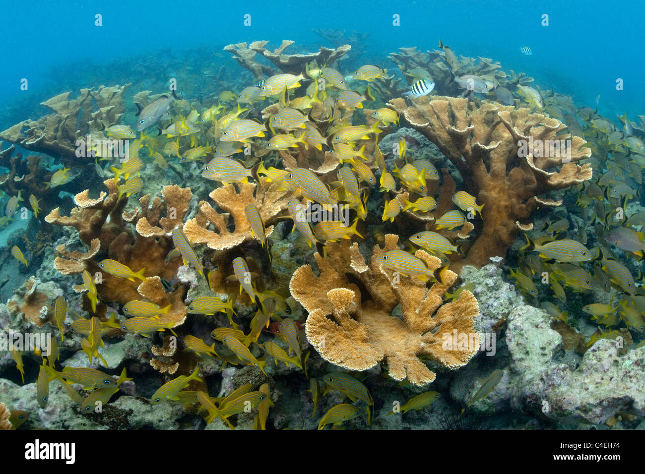A healthy stand of Elkhorn coral is home to a variety of fish at Jardines de la Reina in Cuba. Stock Photo