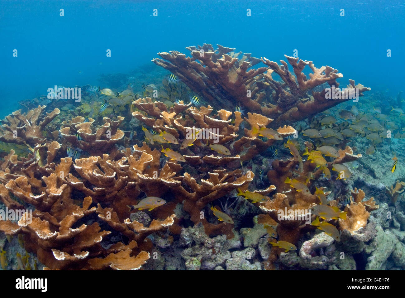A healthy stand of Elkhorn coral at Jardines de la Reina in Cuba. Stock Photo
