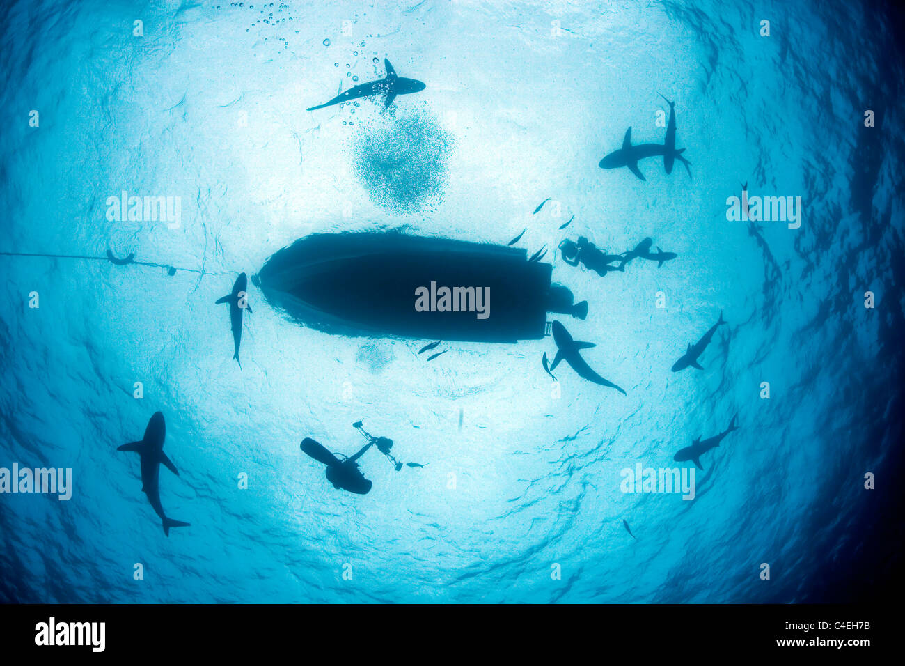 Scuba Divers, a dive boat, and sharks are silhouetted against the sun at the surface of the ocean near Cuba. Stock Photo