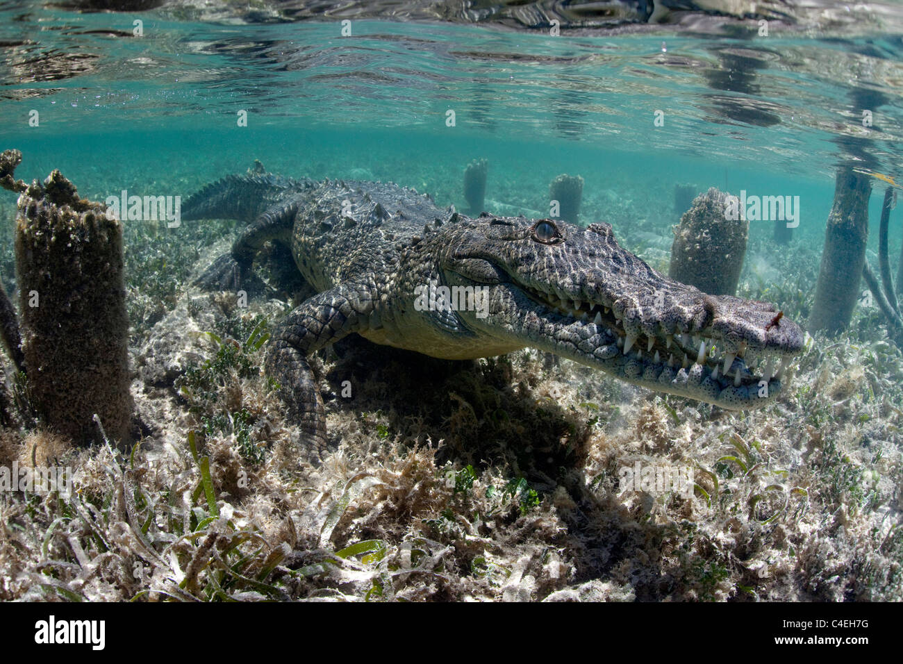 A Cuban Crocodile underwater in Cuba. Stock Photo
