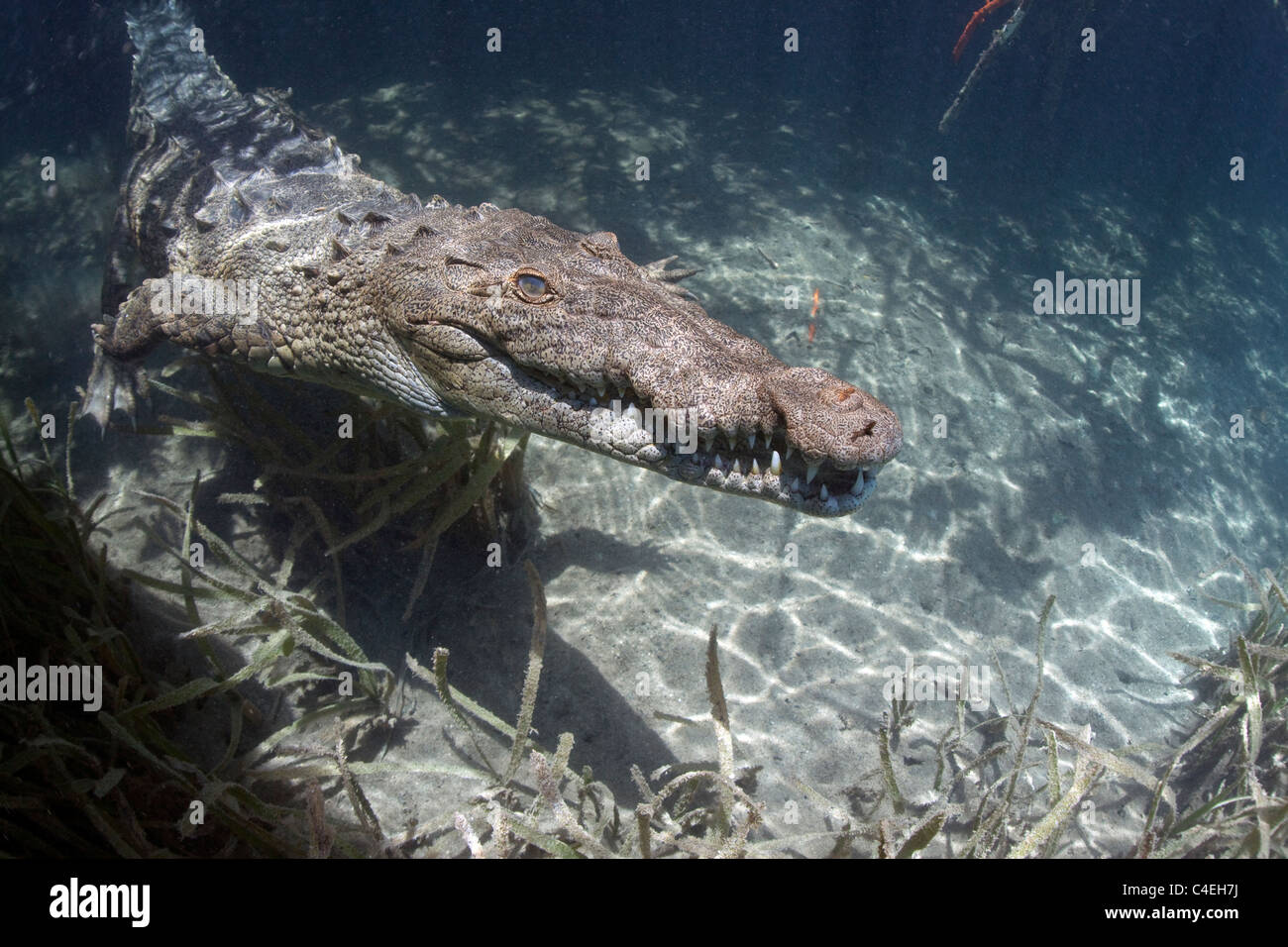 A Cuban Crocodile underwater in a mangrove forest in Cuba. Stock Photo
