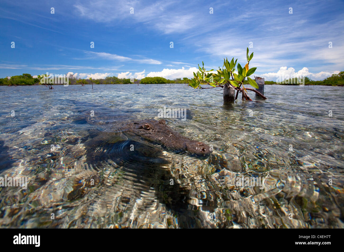 A view of a Cuban Crocodile at the surface of the water in a shallow water of a mangrove forest. Stock Photo