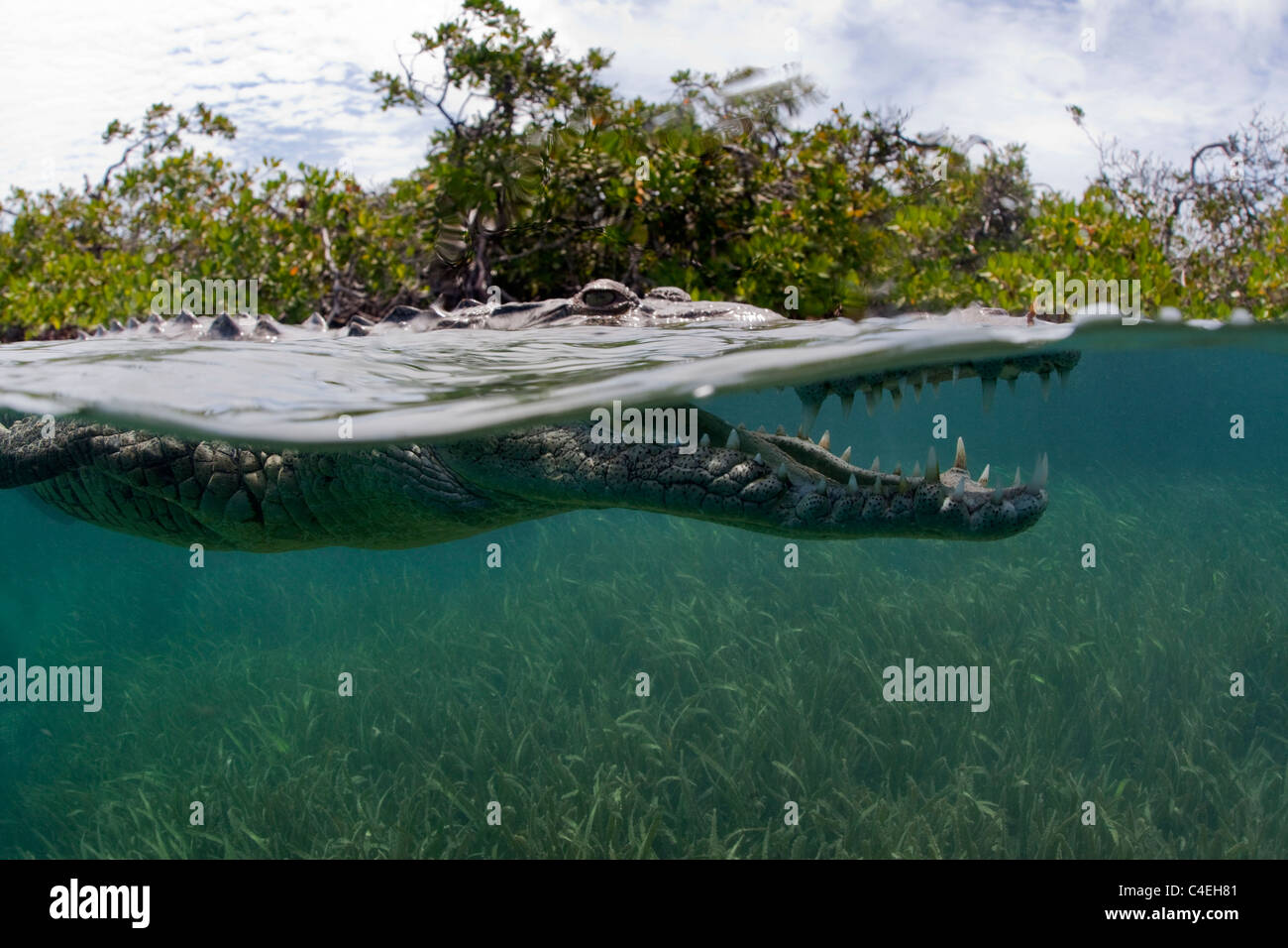 A split water view of a Cuban Crocodile swimming through a mangrove forest in Cuba. Stock Photo
