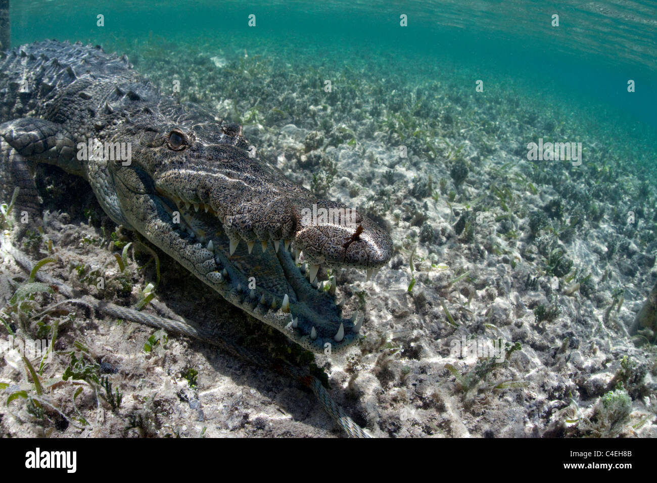Underwater with a 9-foot long Cuban Crocodile in Cuba. Stock Photo