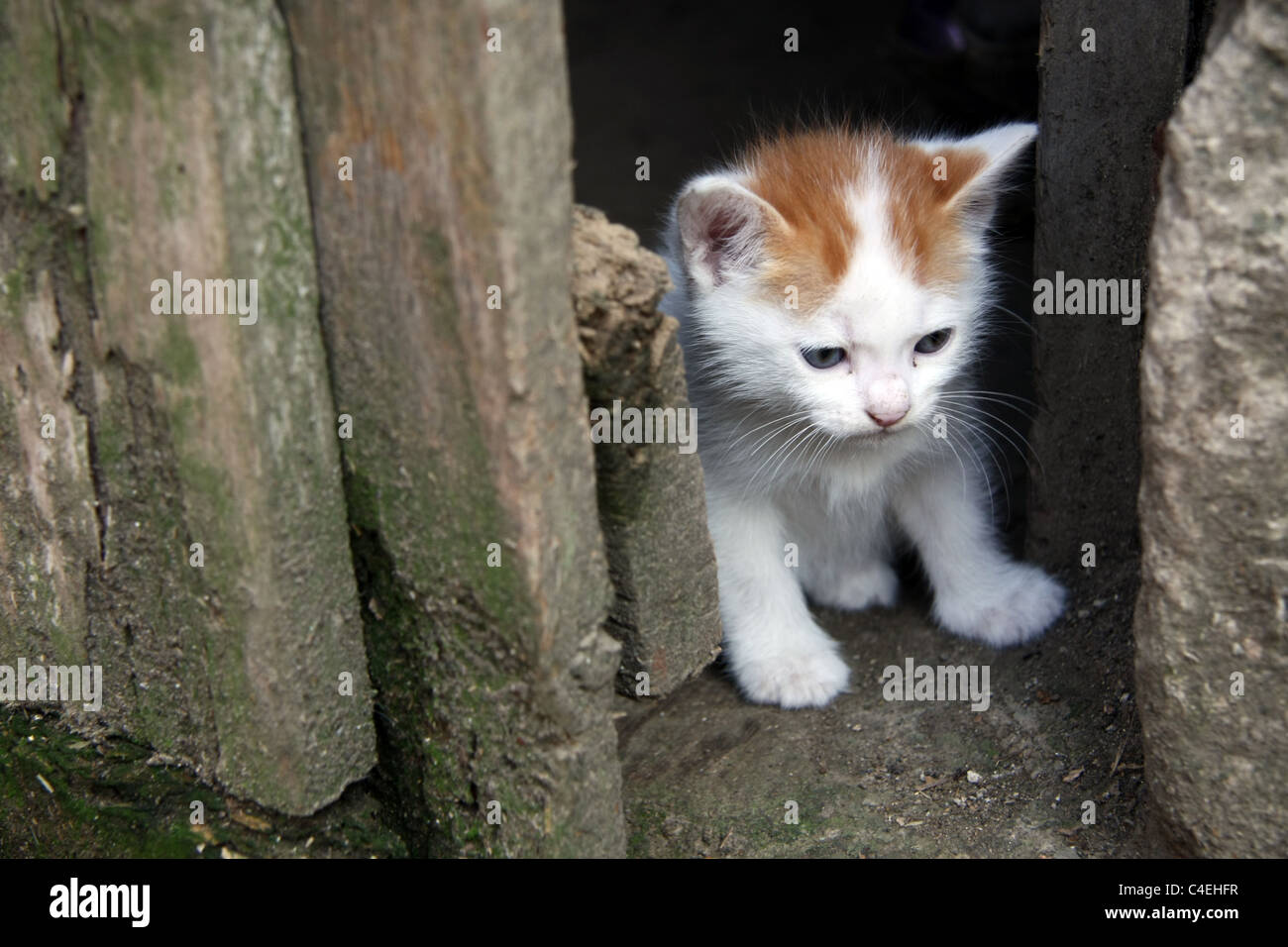 Italian kitten on farm Sorrentine Peninsula Bay of Naples Campania