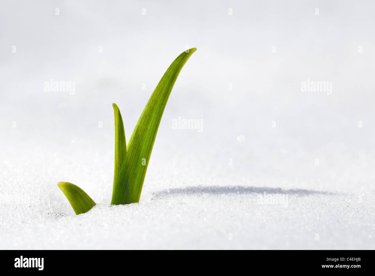 Daylily perennial flower emerging in snow, spring, Winnipeg, Manitoba, Canada. Stock Photo