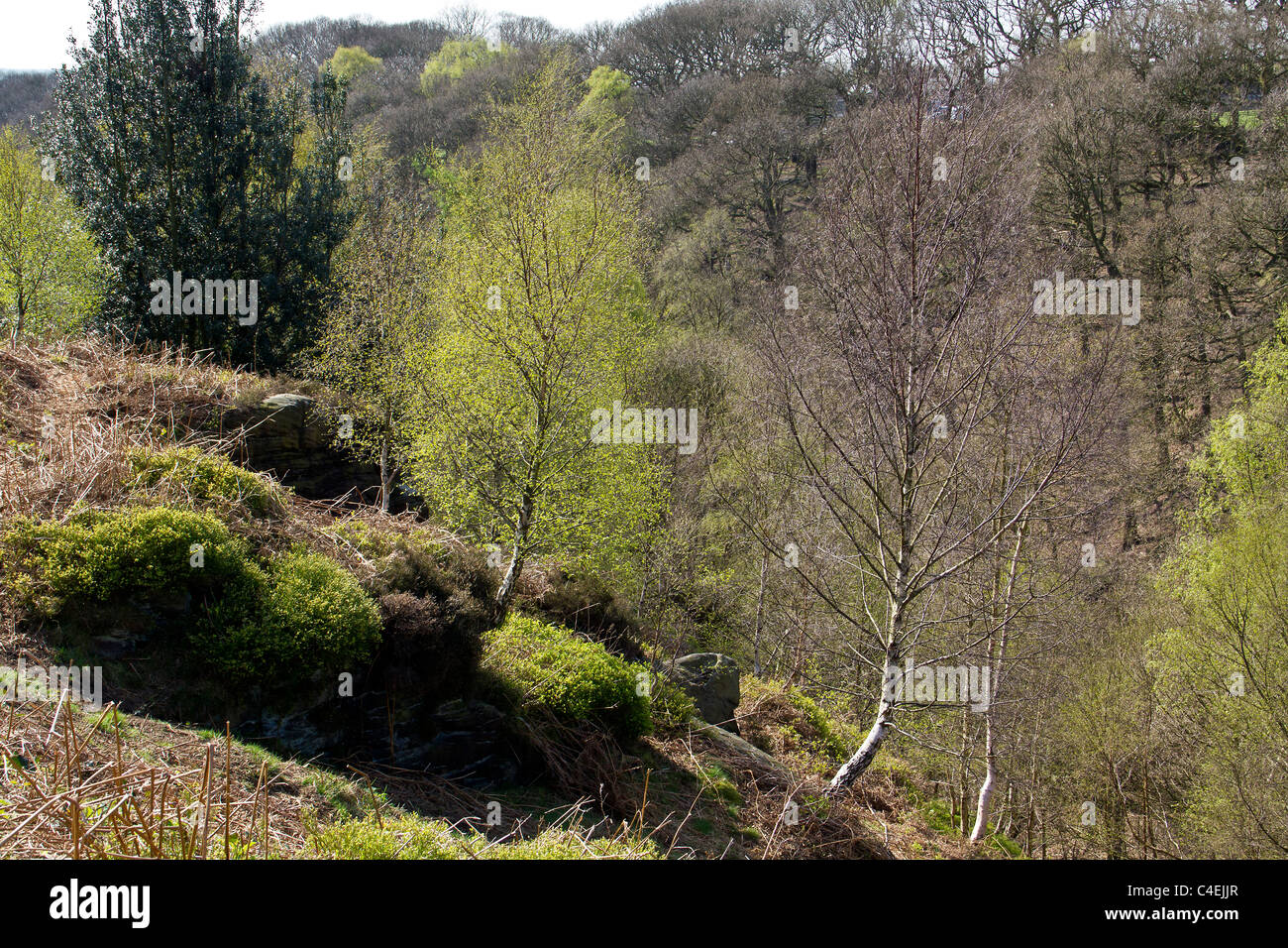 Looking back at the mass of trees rising from Shipley Glen Stock Photo