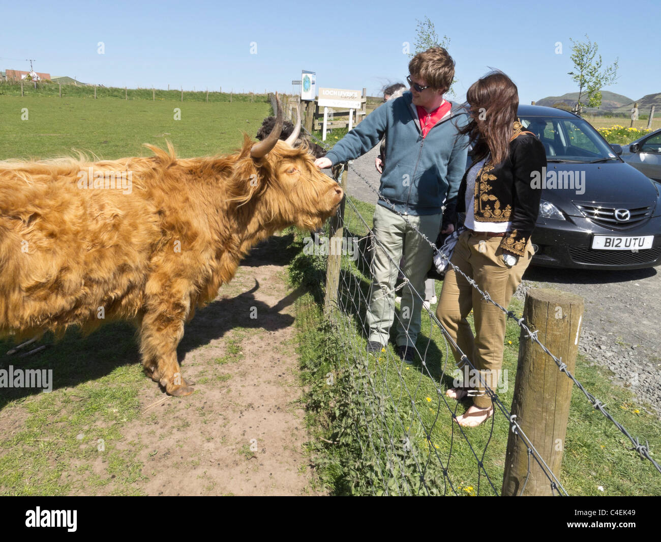 The Laird's Larder, Loch Leven, Scotland - saying hello to a friendly Highland cow. Stock Photo