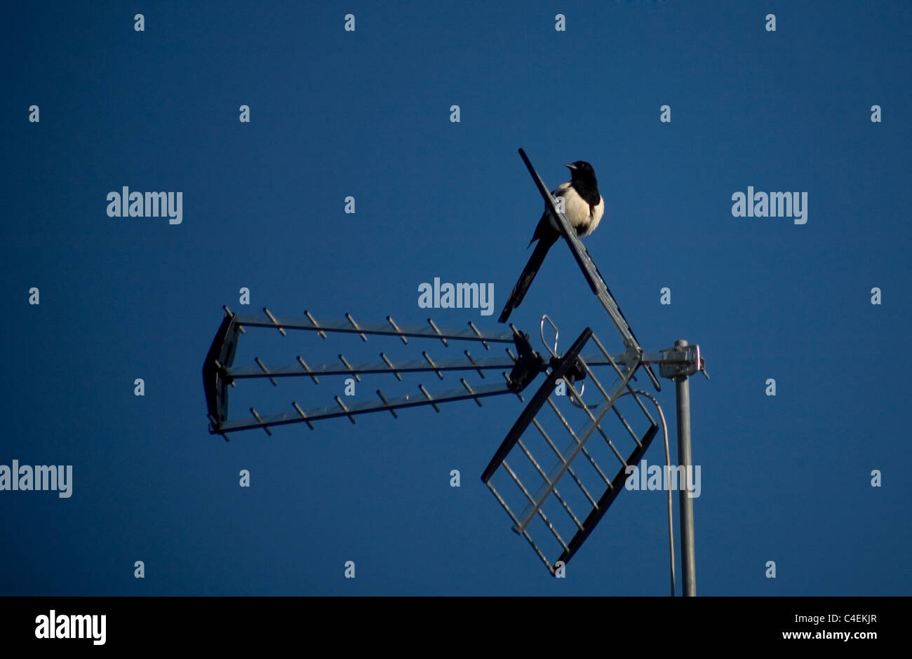 A magpie or urraca bird (Pica Pica)perches in a TV antenna along the