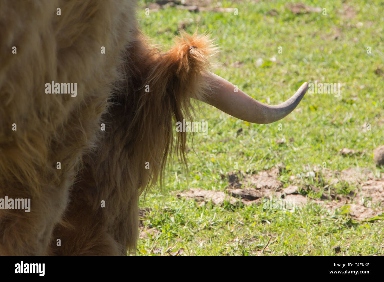 Highland cow horn Stock Photo Alamy
