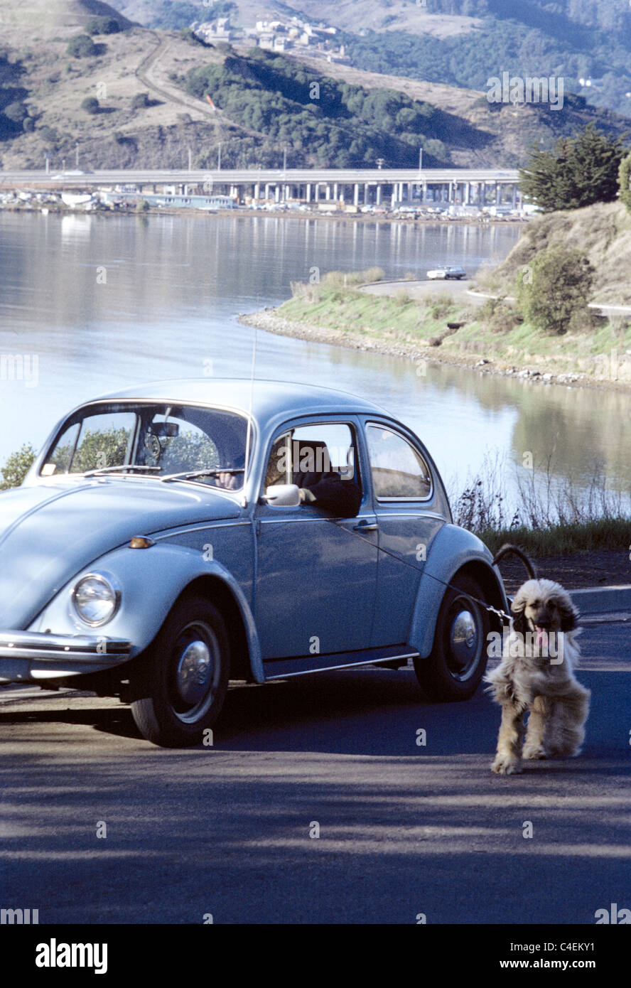 Man walks dog while driving his Volkswagen 1960's car in Mill Valley California Stock Photo