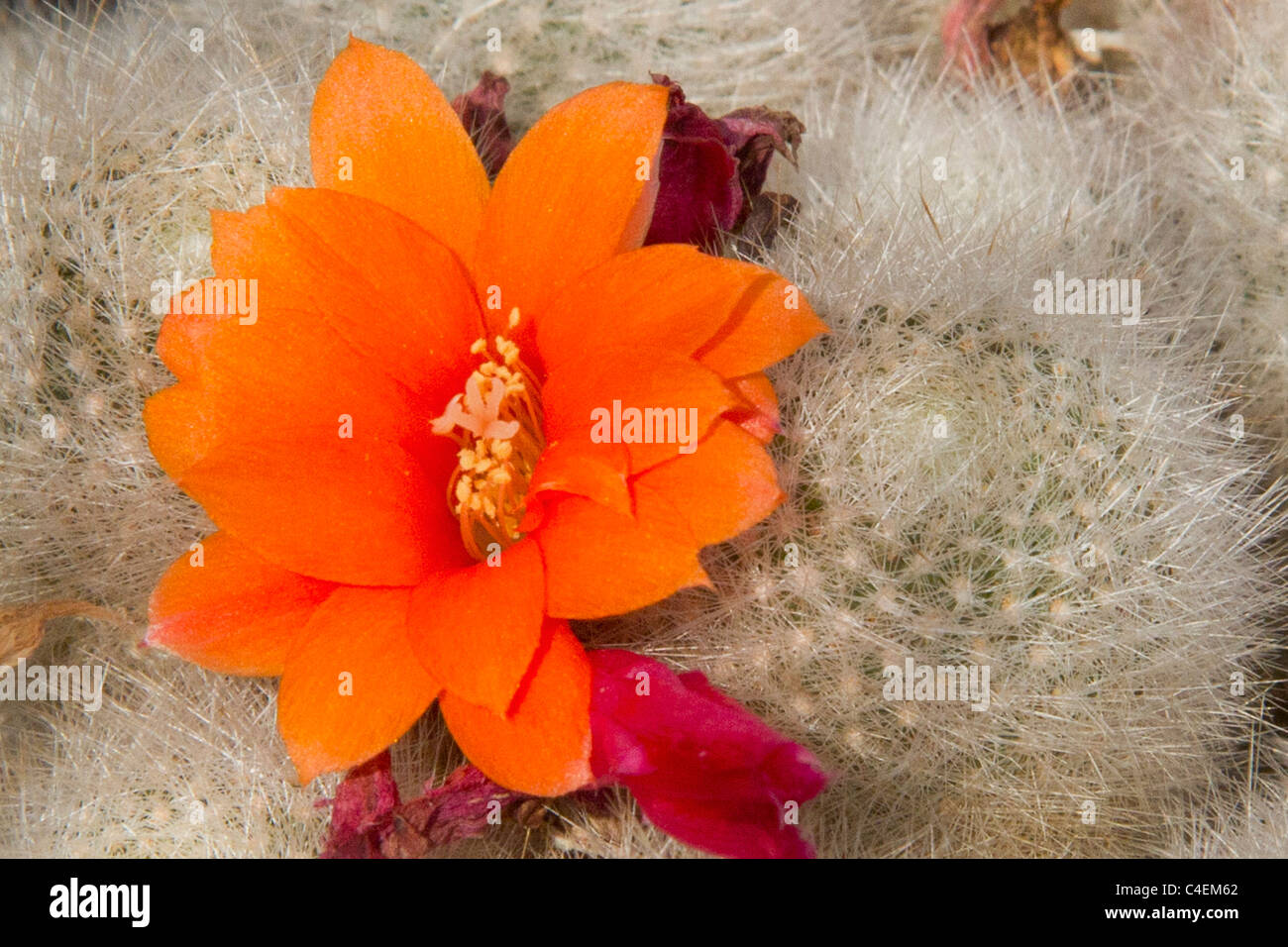 Cactus Flower.(Rebutia hoffmannii).Argentina Stock Photo
