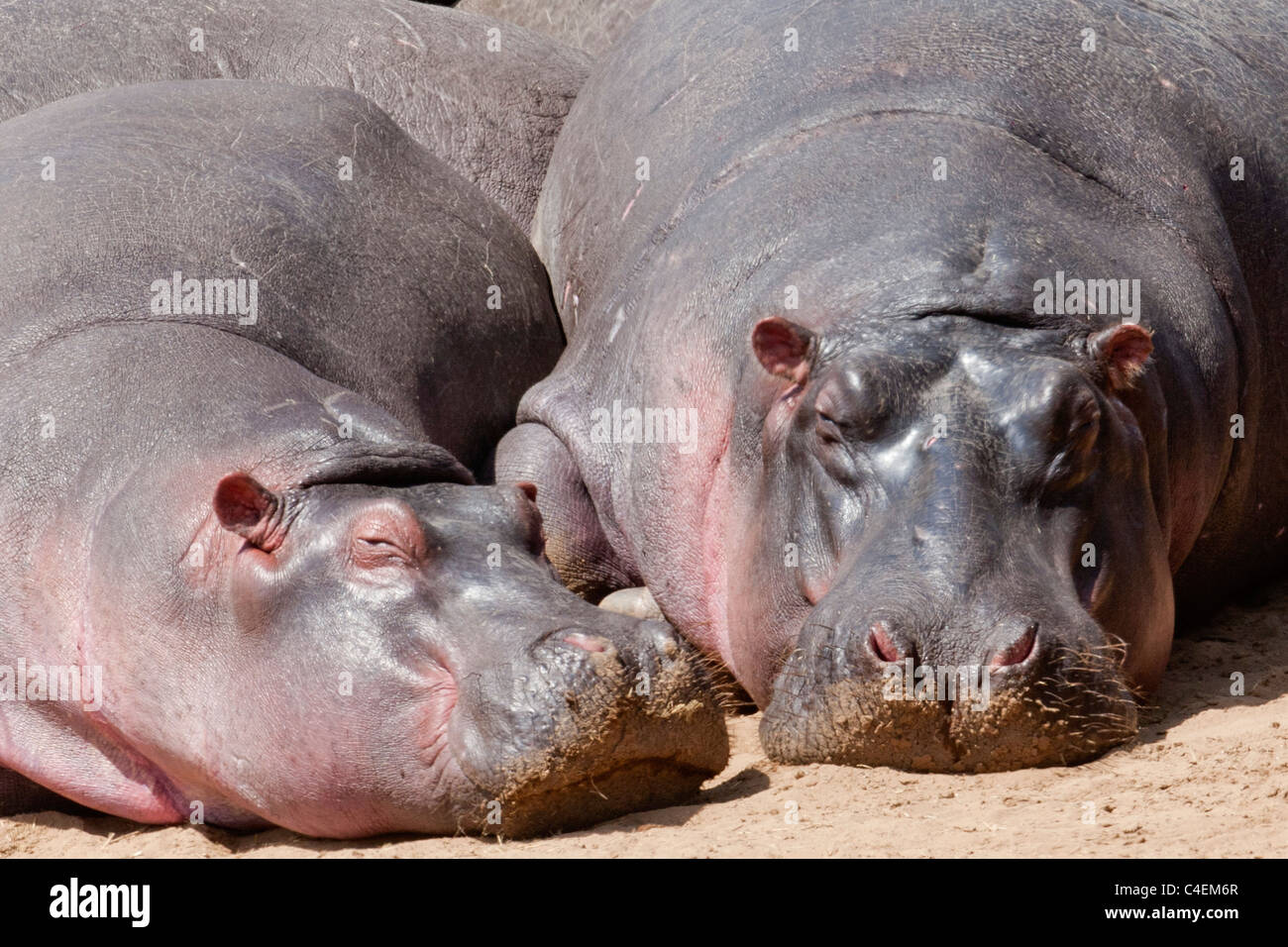 Pair of Hippopotamuseus rest on the banks of the Mara River-closeup.(Hippopotamus amphibius).Serengeti National Park, Tanzania Stock Photo
