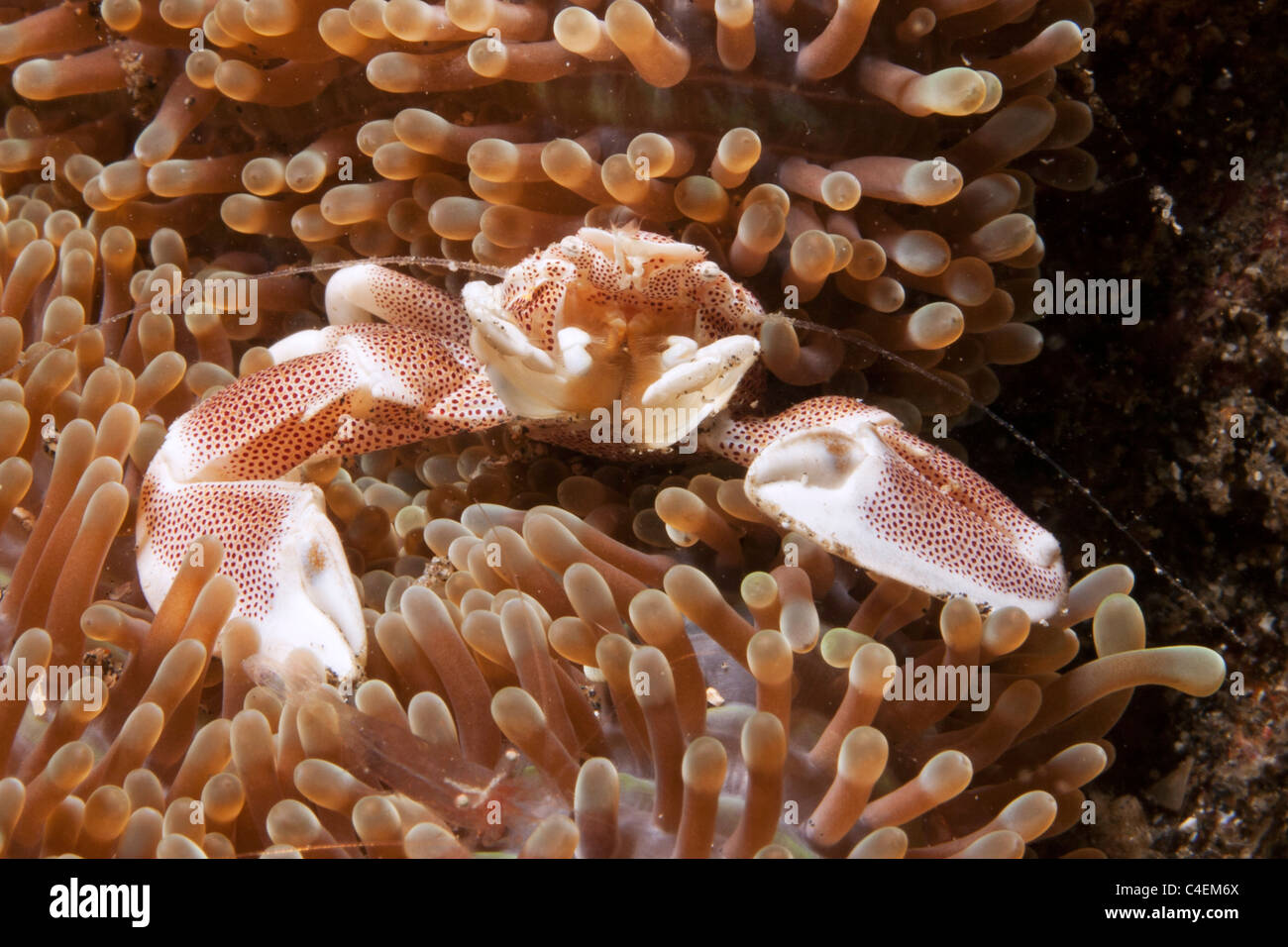 Spotted Porcelain Crab lives on a Sea Anemone.(Neopetrolisthes maculatus).Lembeh Staits,Indonesia Stock Photo