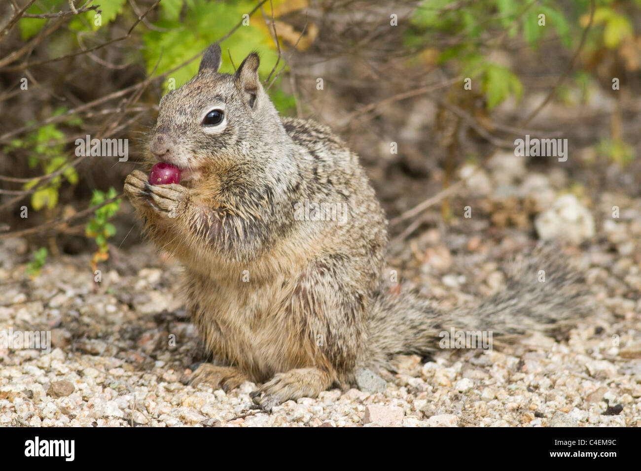 California Ground Squirrel eating a cactus fruit.(Spermophilus beecheyi).Irvine,California Stock Photo