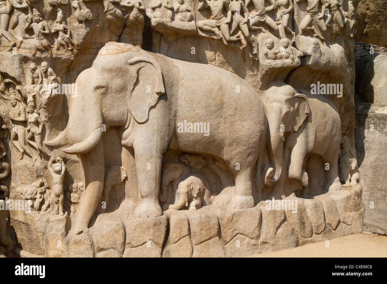 Elephants with young calves form part of the bas-relief carved from solid rock called Bhagiratha's Penance Stock Photo