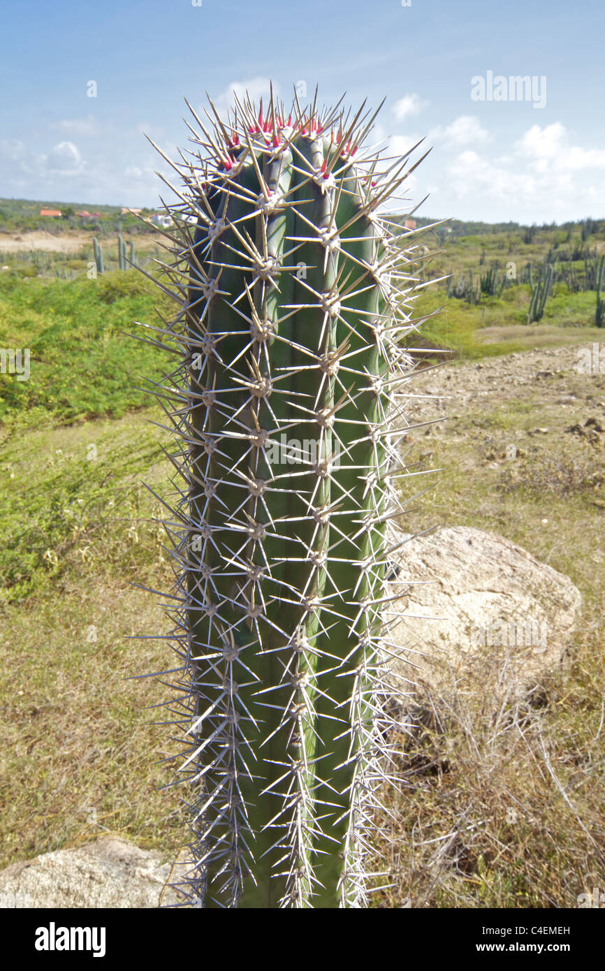 Spiky Cactus of the Desert of the Caribbean Country of Aruba Stock Photo