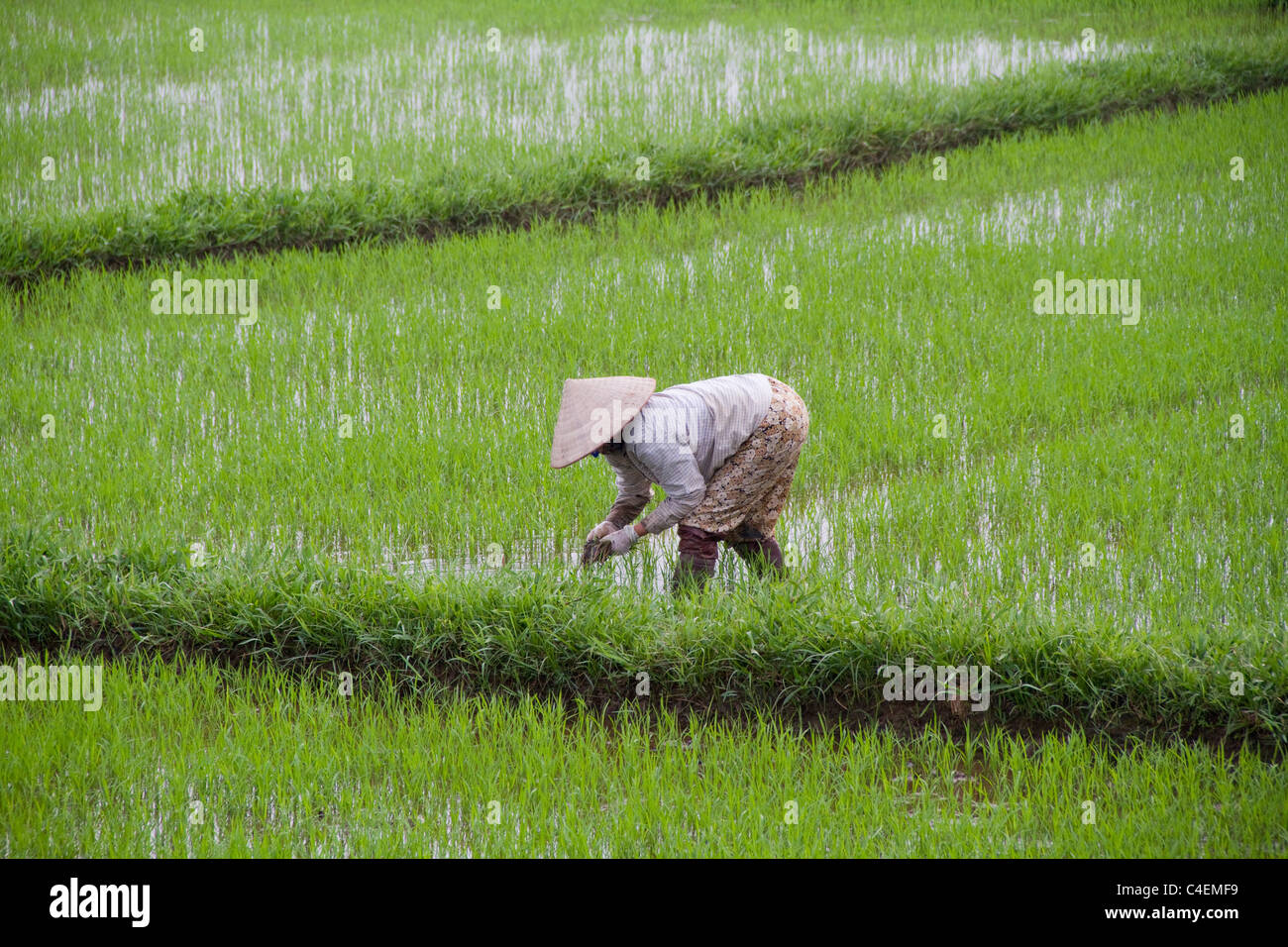 Rice seedings are planted by hand in the flooded rice paddys.Hoi An, Vietnam Stock Photo