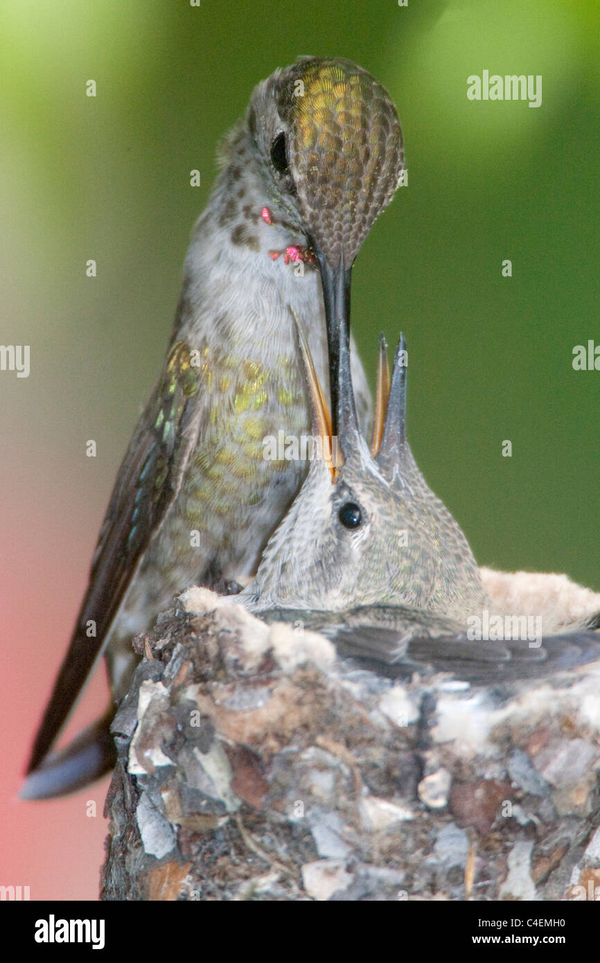 Female anna hummingbird feeding her chick hi-res stock photography and ...