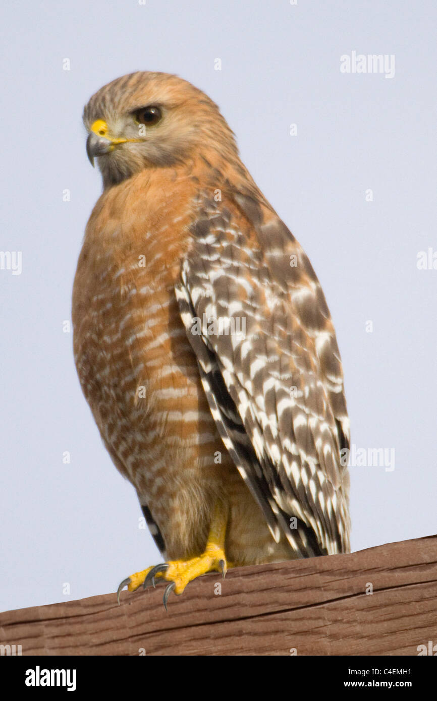 Red-Shouldered Hawk.(Buteo lineatus).Irvine, California Stock Photo