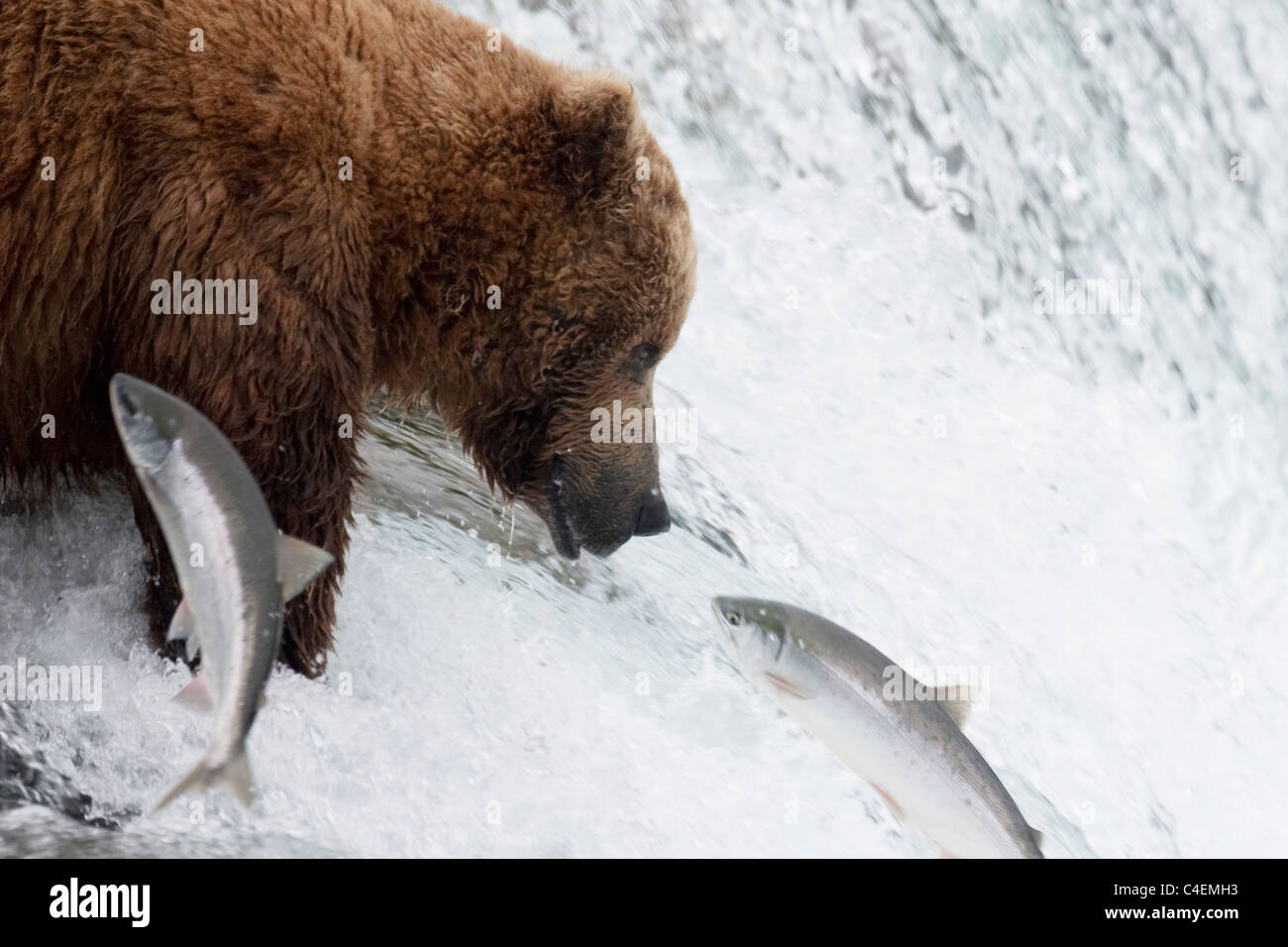 Brown (Grizzly) Bear stands at the top of Brooks Falls to catch Salmon at they try and leap the falls on the way to spawm upriver -closeup.(Ursus arctos horribilis).Katmai National Park, Alaska Stock Photo