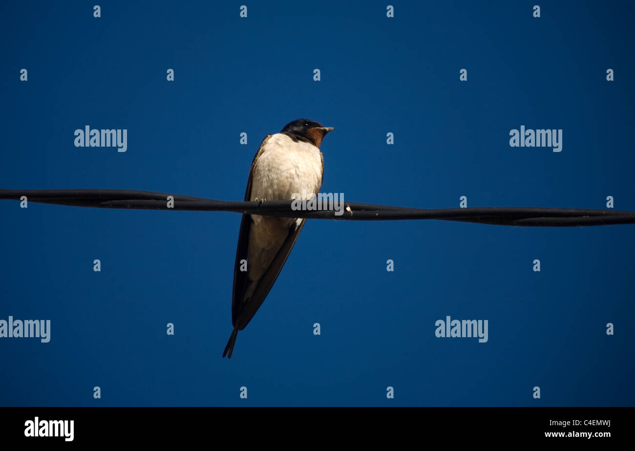 James french and electric hires stock photography and images Alamy