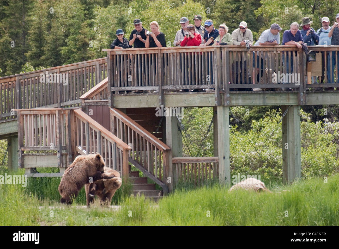 Tourists view and photograph Brown (Grizzly) Bears from a viewing platform.(Ursus arctos horribilis).Katmai National Park Stock Photo