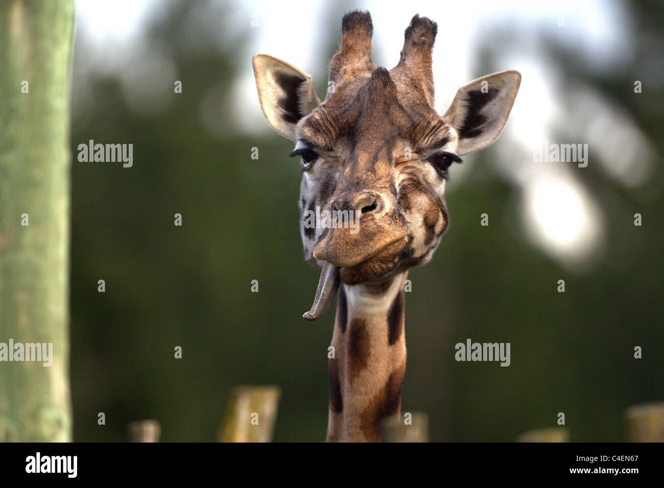 Giraffe yawning hi-res stock photography and images - Alamy