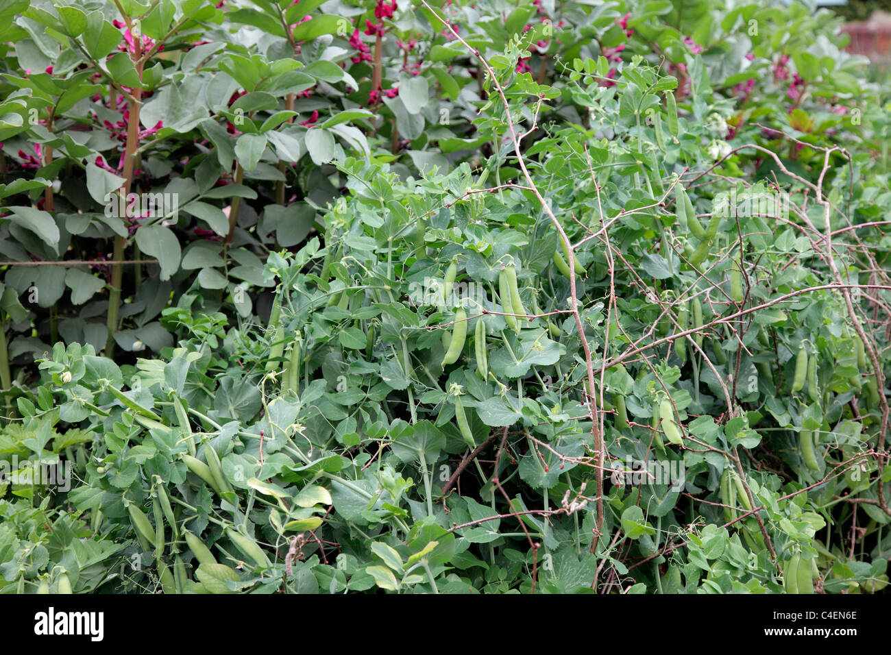 Pea 'Meteor' with Crimson Flowered Broad Bean at rear Stock Photo