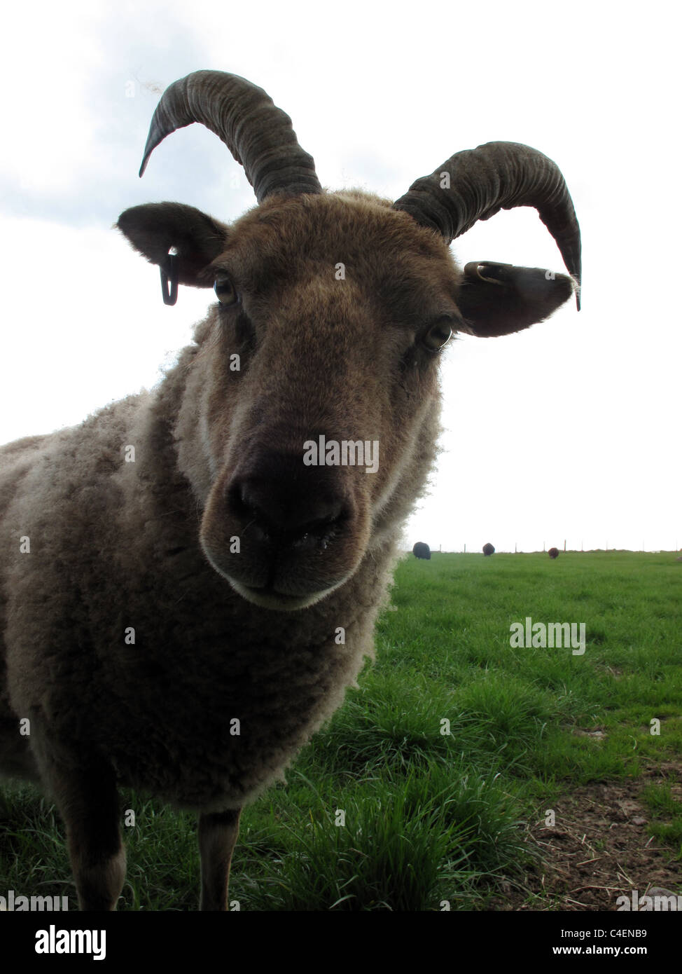 Rare breed of sheep - Doonies farm - Aberdeen - Scotland - UK Stock Photo
