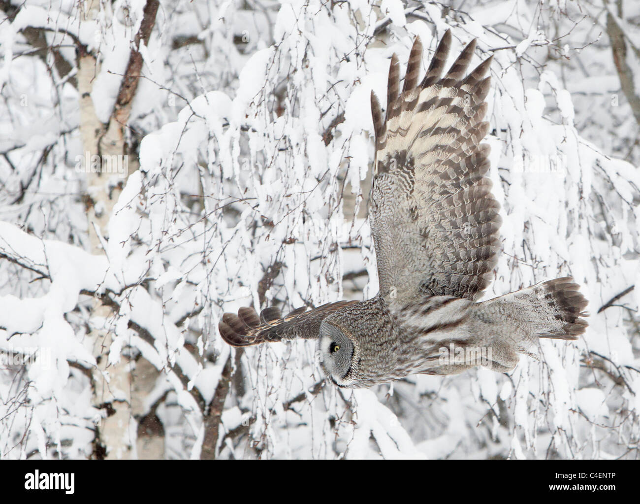 Great Grey Owl (Strix nebulosa) flying through snowy woodland. Finland. Stock Photo