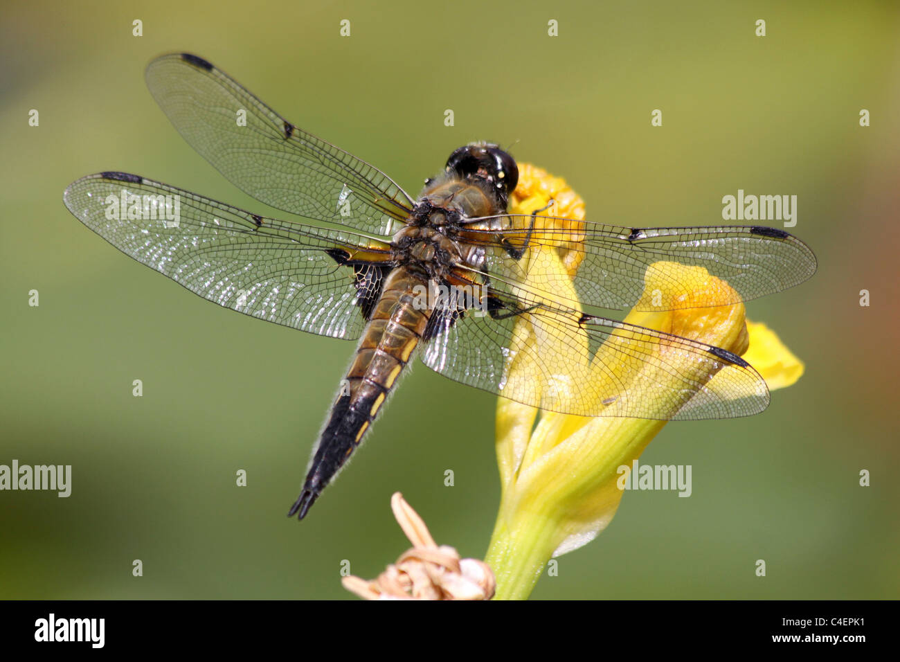 Four-spotted Chaser Libellula quadrimaculata Taken in Cumbria, UK Stock Photo