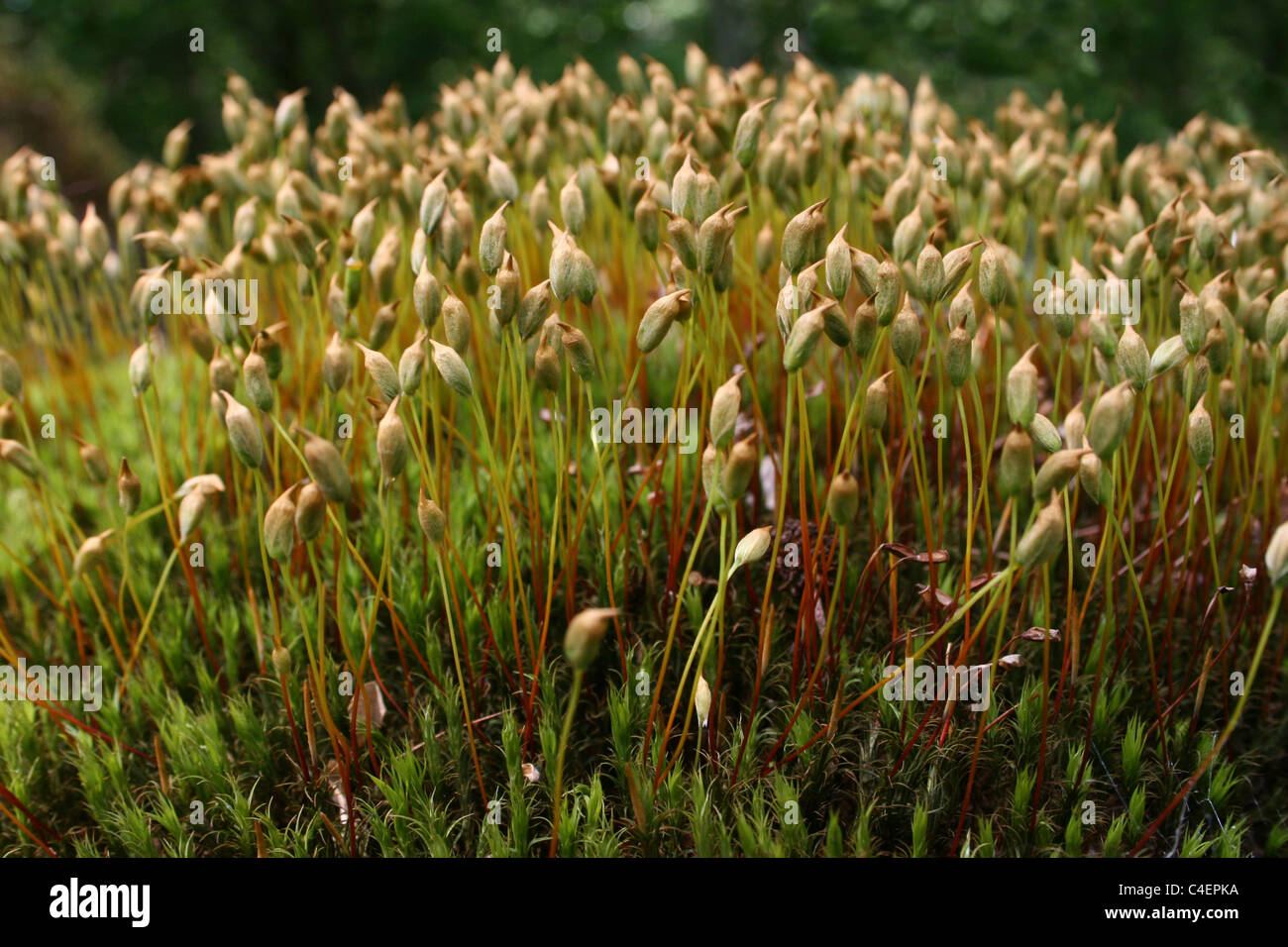 Moss Showing Reproductive Sporophytes Taken In Cumbria, UK Stock Photo