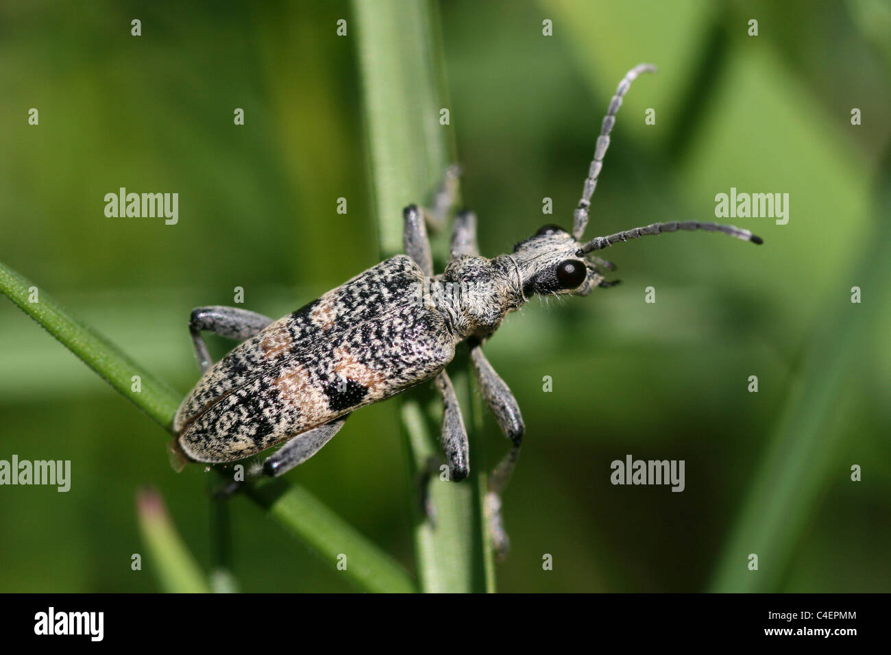 Longhorn Beetle Rhagium mordax, Cumbria, UK Stock Photo