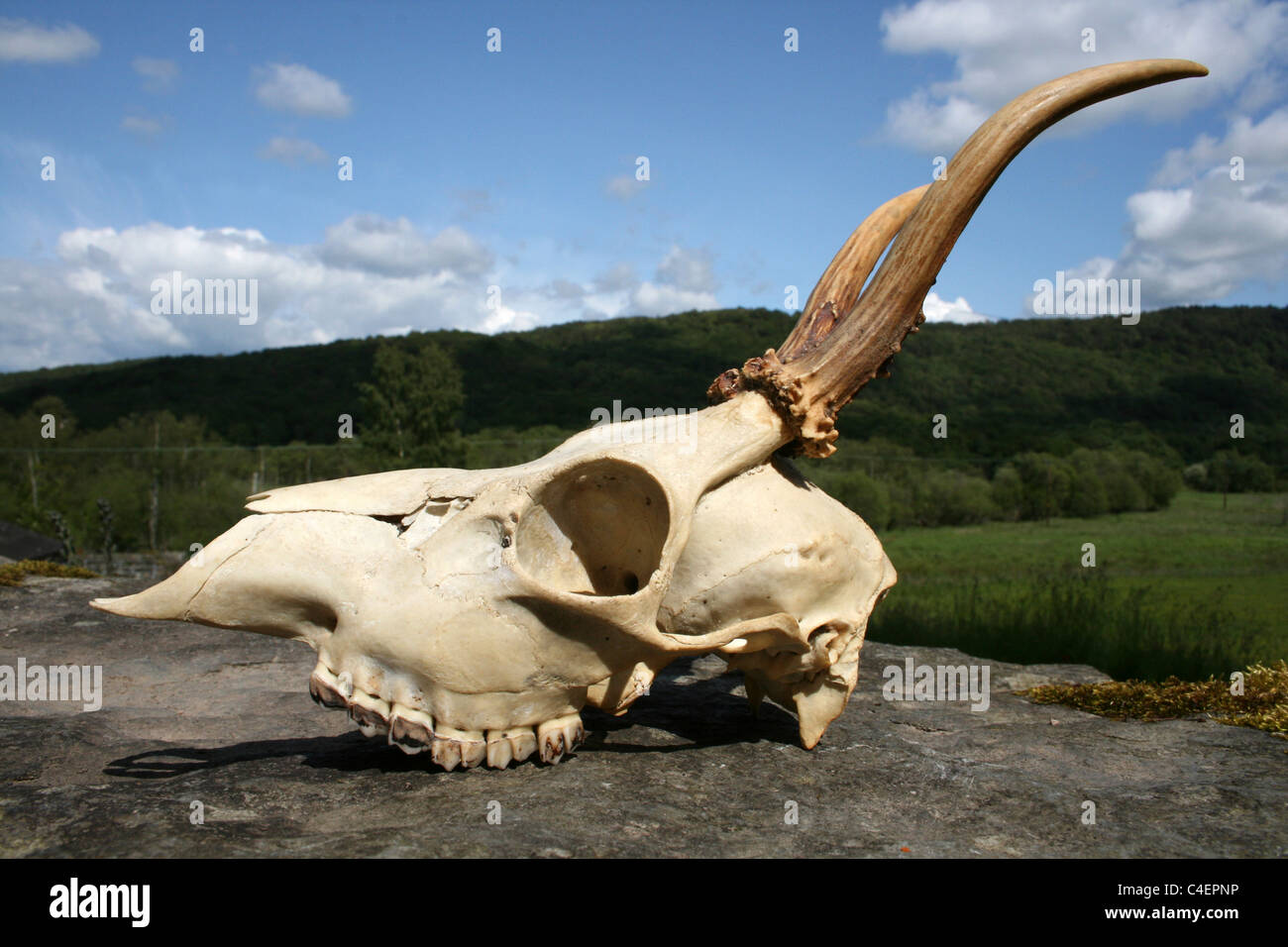 Skull And Antlers Of A Two-year Old European Roe Deer Capreolus capreolus Buck, Cumbria, UK Stock Photo