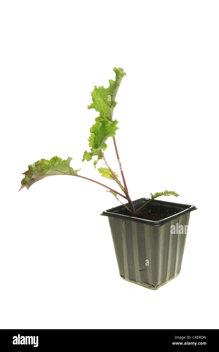 Curly kale cabbage seedling plant in a plastic pot isolated against white Stock Photo