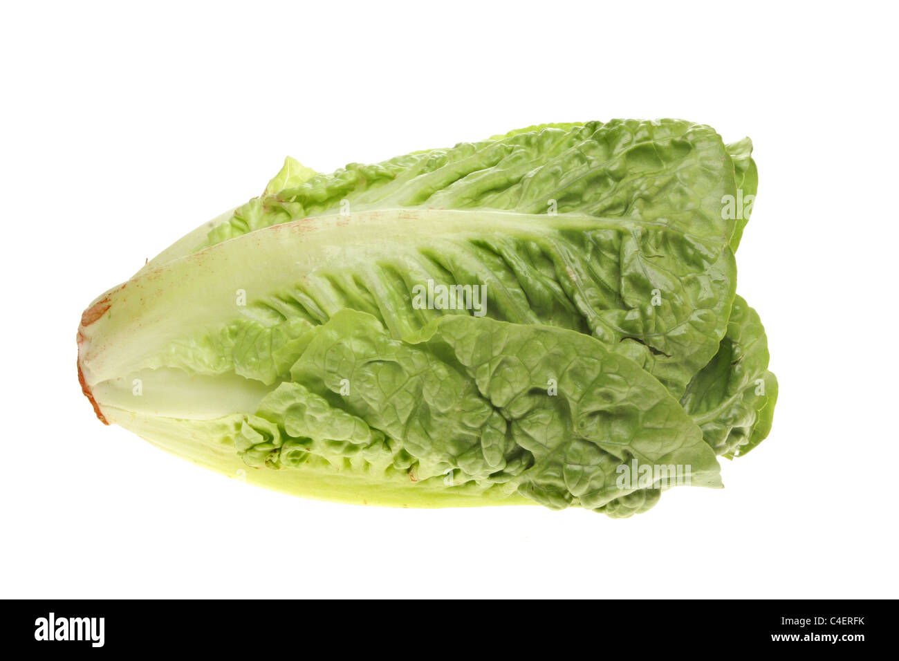 Little gem lettuce isolated against white Stock Photo