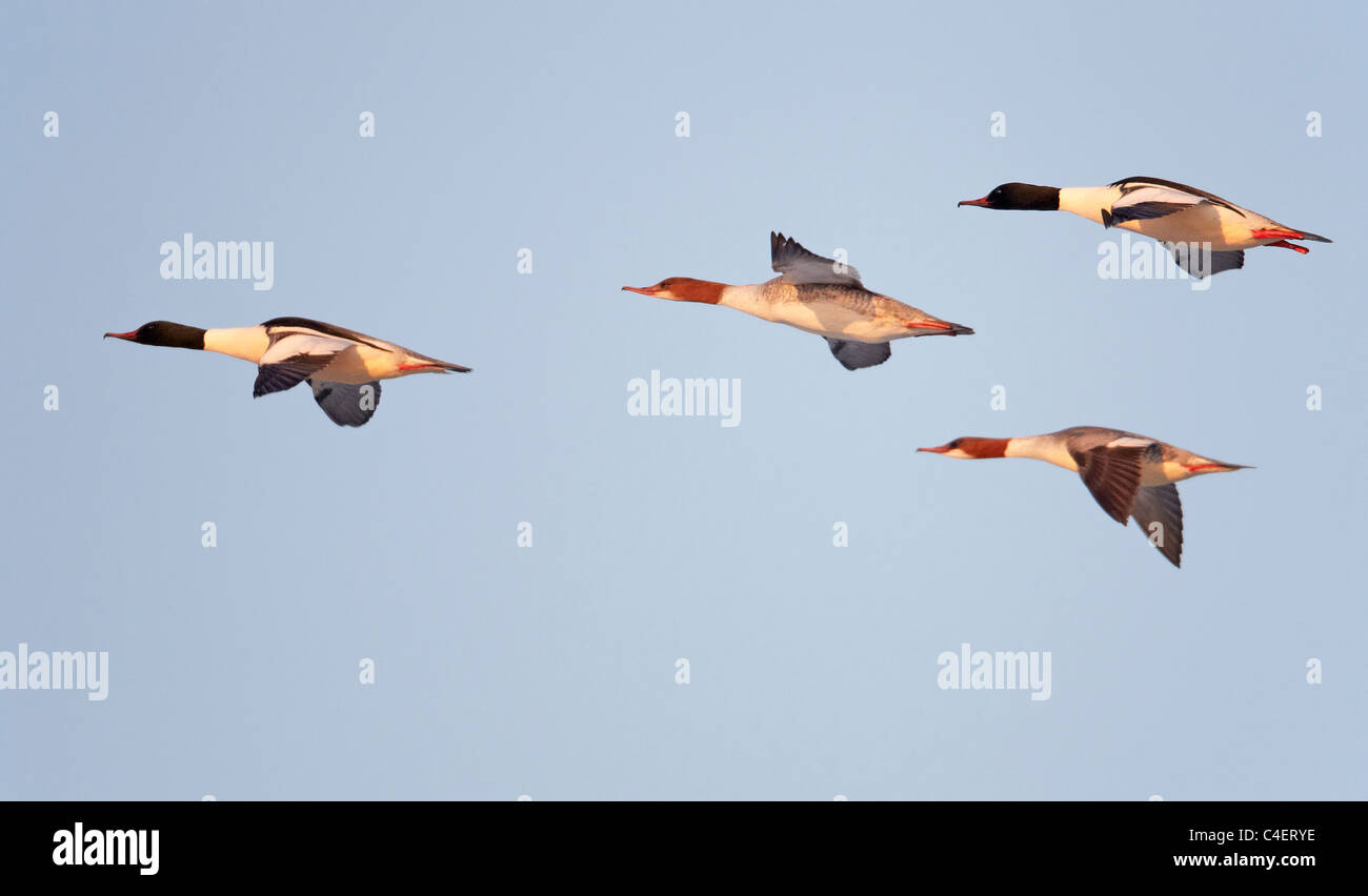 Common Merganser, Goosander (Mergus merganser), males and females in flight. Finland. Stock Photo