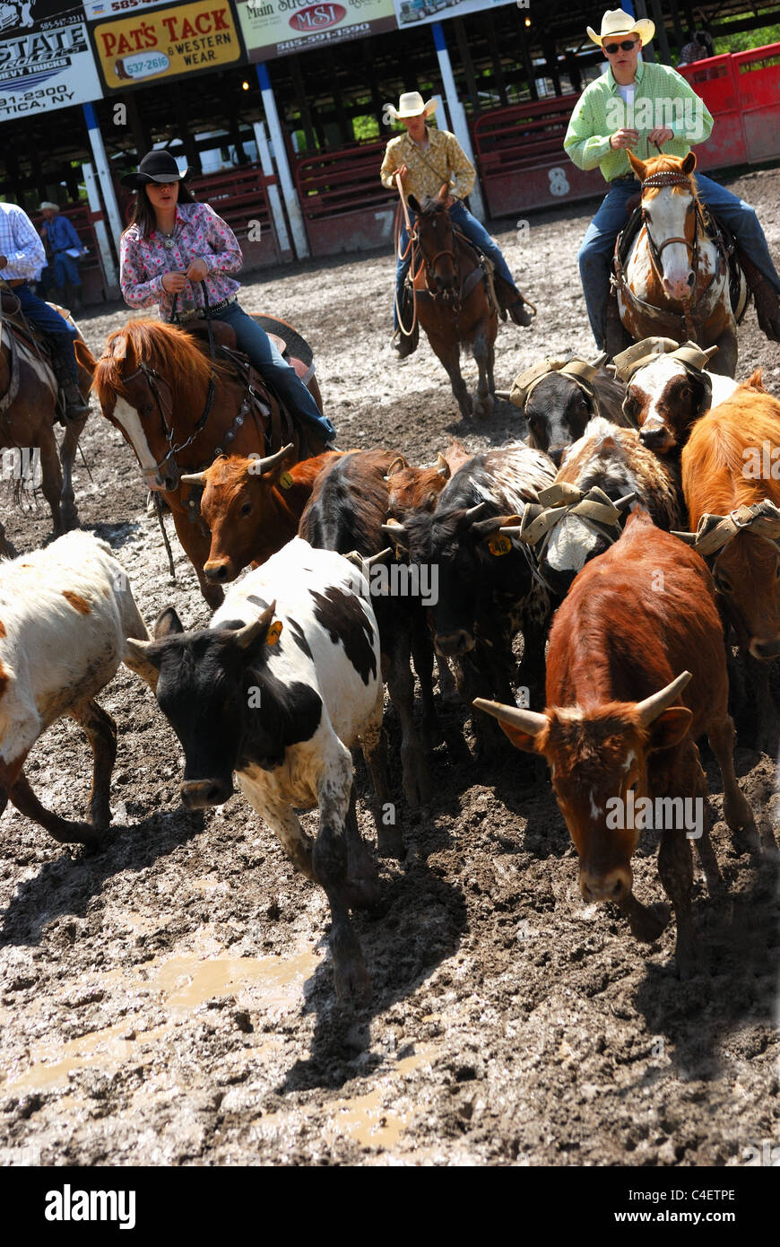 Rodeo staff move cattle to end of arena. Stock Photo