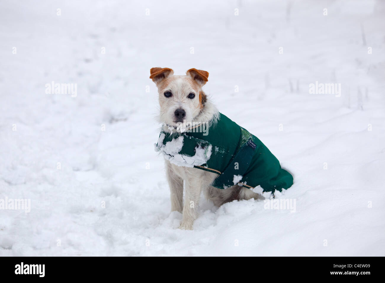 Jack Russell Terrier in dog coat in cold Winter snow Norfolk Stock Photo -  Alamy