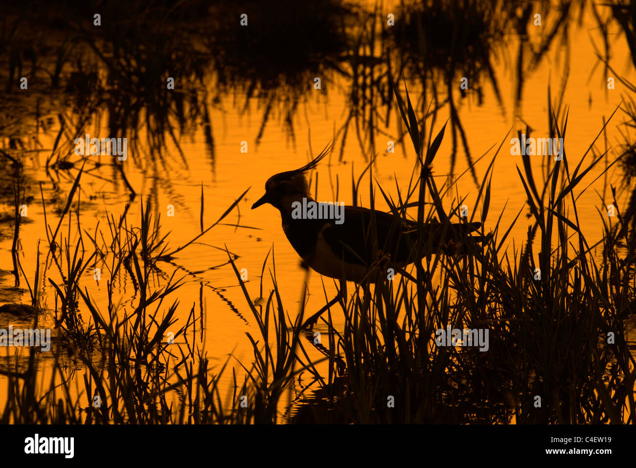 A silhouetted Lapwing Vanellus vanellus and reeds feeding on calm evening Stock Photo